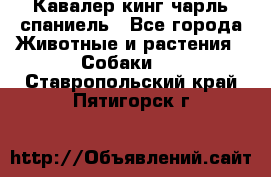 Кавалер кинг чарль спаниель - Все города Животные и растения » Собаки   . Ставропольский край,Пятигорск г.